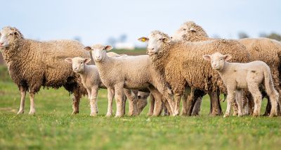 Survey sheds light on orf management